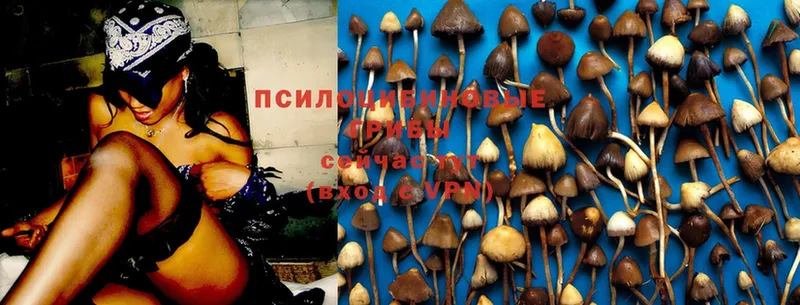 Галлюциногенные грибы MAGIC MUSHROOMS  Димитровград 